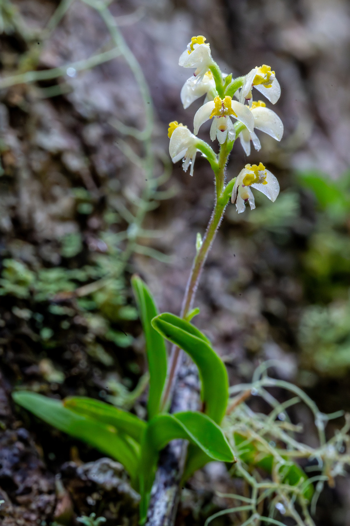 Polystachya humbertii