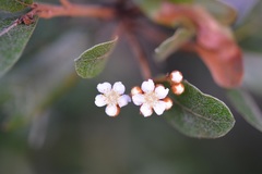 Photinia matudae