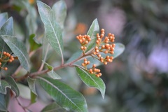 Photinia matudae