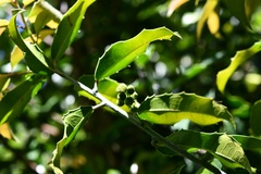 Olmediella betschleriana