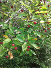 Ilex mucronata image