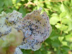 Eriosoma lanuginosum