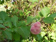 Eriosoma lanuginosum