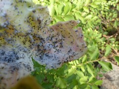 Eriosoma lanuginosum