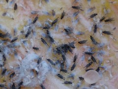 Eriosoma lanuginosum