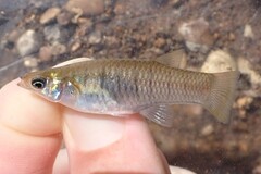 Barred Livebearer photo 1