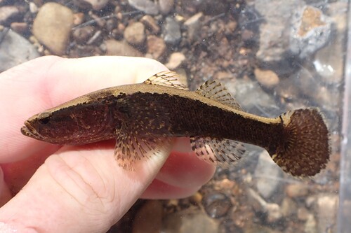 Spotted sleeper (Eleotris picta) — Eleotridae