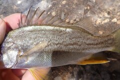 Purplemouth Grunt photo 1