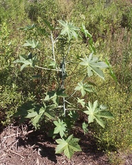 Ricinus communis