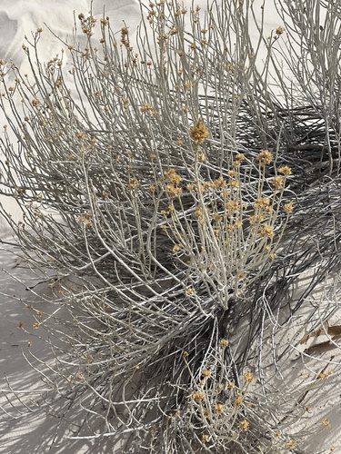 iNaturalist observation 2025-03-27
