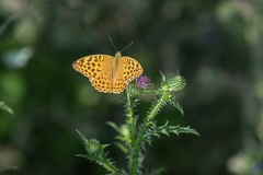 Argynnis paphia