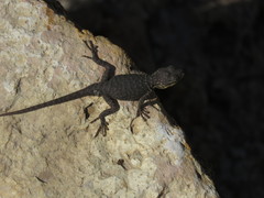 Sceloporus dugesii