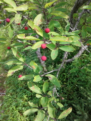 Ilex mucronata image
