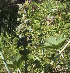 Ricinus communis