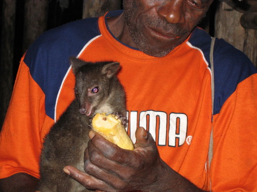 Brown's Pademelon (Thylogale brownii) — Data Deficient Mammalia