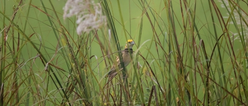 Black-breasted Weaver (Ploceus benghalensis), photo 2