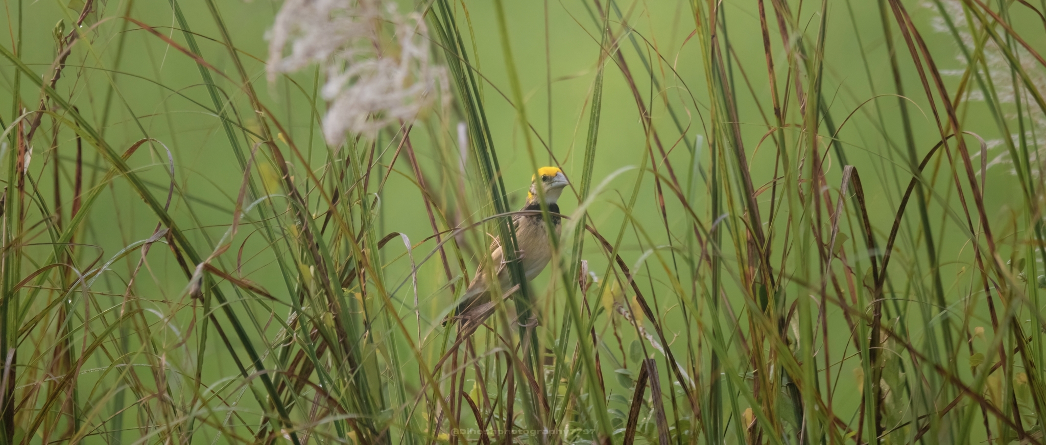 Black-breasted Weaver (Ploceus benghalensis), photo 2