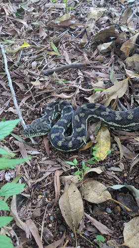 Coastal Carpet Python sighting