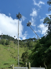 Ceroxylon quindiuense