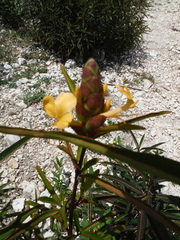 Barleria lupulina