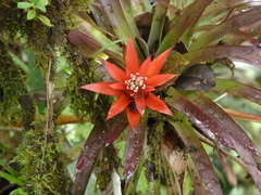 Guzmania lingulata