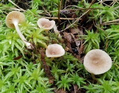 Lactarius griseus