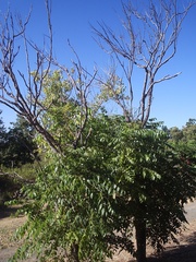 Koelreuteria bipinnata