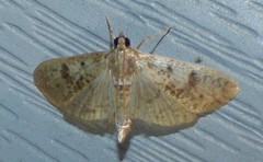 Palpita freemanalis