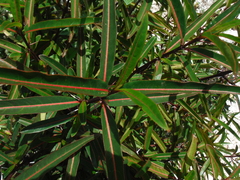 Barleria lupulina