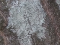 Lecanora circumborealis