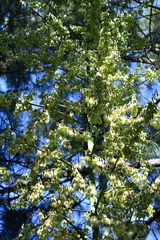 Furcraea guatemalensis