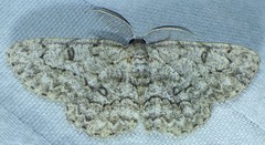 Hypomecis umbrosaria