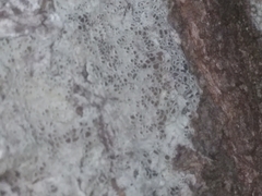 Lecanora circumborealis