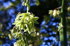 Furcraea guatemalensis