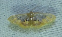 Idaea scintillularia