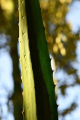 Furcraea guatemalensis