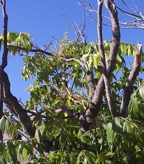 Koelreuteria bipinnata