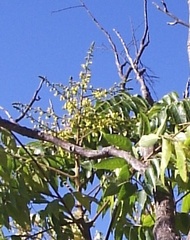 Koelreuteria bipinnata