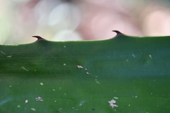 Furcraea guatemalensis