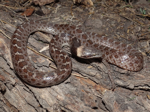 Rio Grande de Santiago Nightsnake