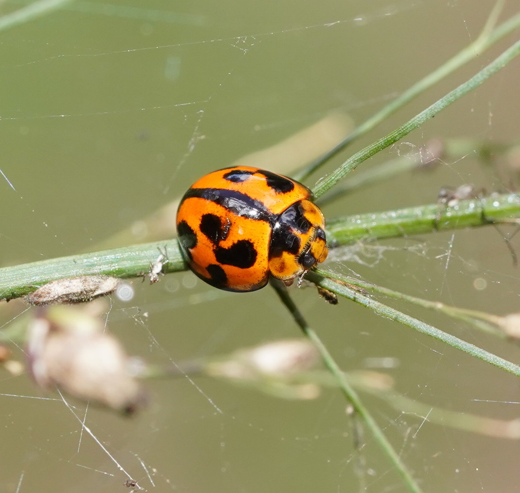 Variable Ladybird Beetle