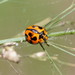 Coelophora inaequalis - Photo (c) Reiner Richter,  זכויות יוצרים חלקיות (CC BY-NC-SA), הועלה על ידי Reiner Richter