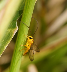 Xanthopimpla
