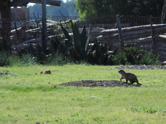 Cynomys mexicanus