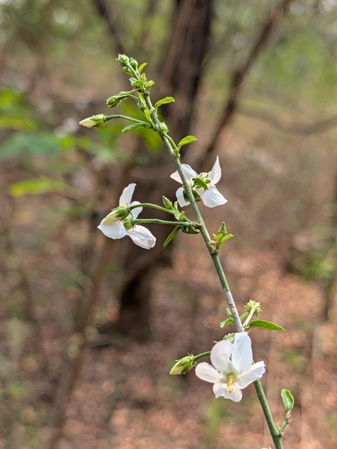 Image of Hibiscus micranthus by (c) Ravuri Krishna Chaitanya, some rights reserved (CC BY)