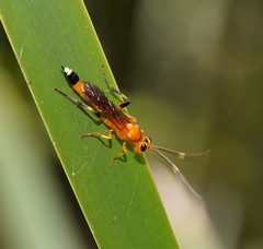 Ischnojoppa luteator