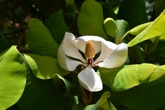 Magnolia sharpii