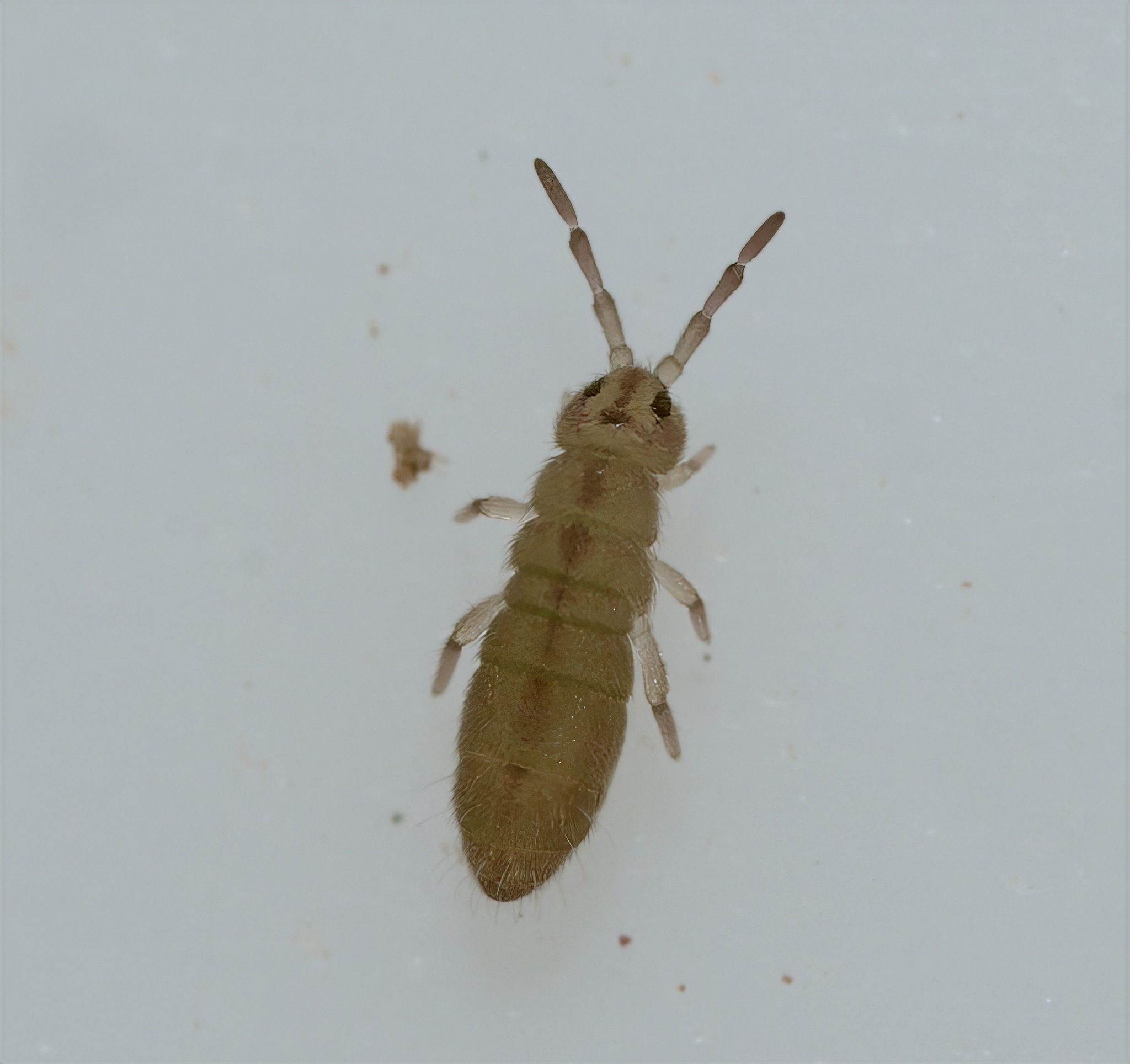 Isotomurus retardatus