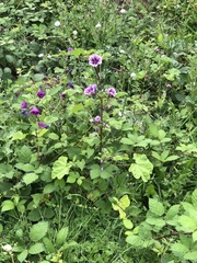 Malva arborea