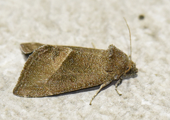 Plagiomimicus spumosum